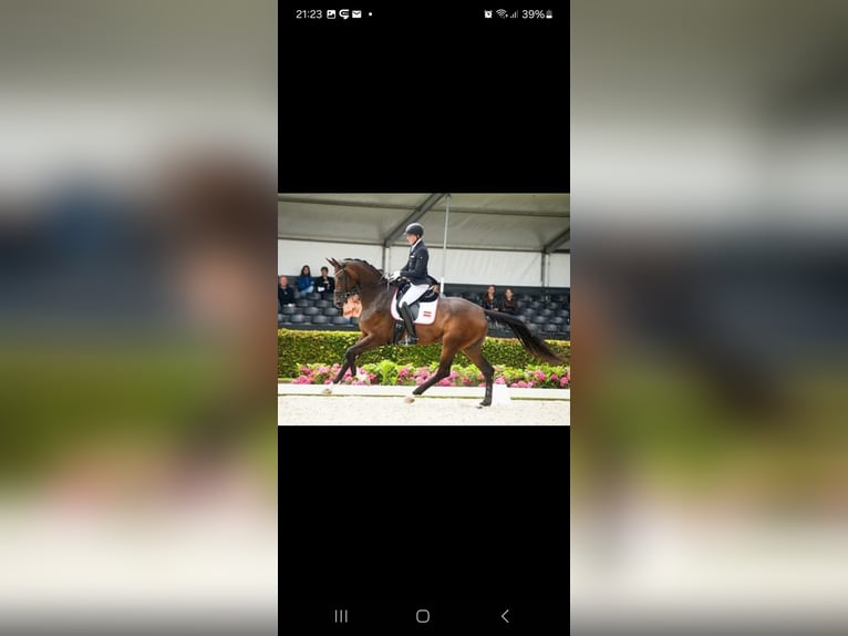 Austrian Warmblood Mare 14 years 17,2 hh Brown in Bad Radkersburg