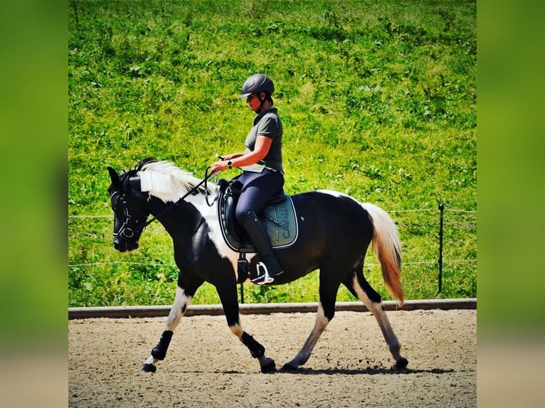 Austrian Warmblood Mare 15 years 14,2 hh Pinto in Innsbruck