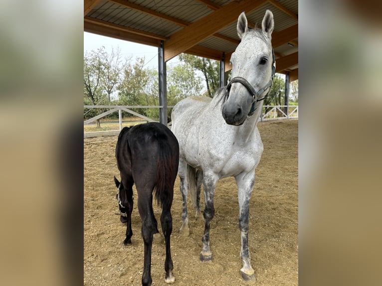 Austrian Warmblood Mare 15 years 16,2 hh Gray in Weikersdorf am Steinfelde