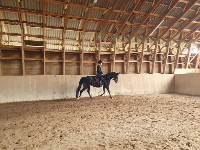 Austrian Warmblood Mare 15 years 16,1 hh Smoky-Black in Tragwein