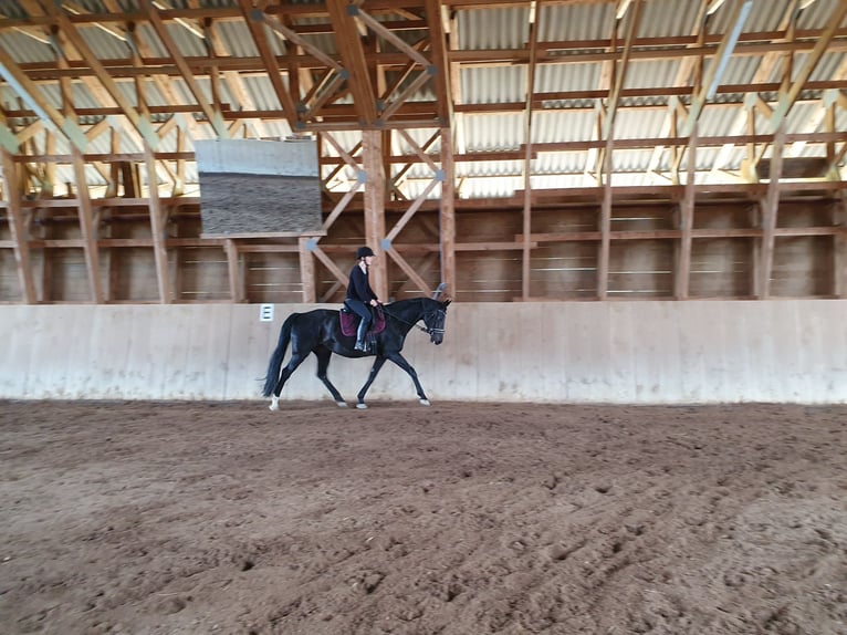 Austrian Warmblood Mare 15 years 16,1 hh Smoky-Black in Tragwein