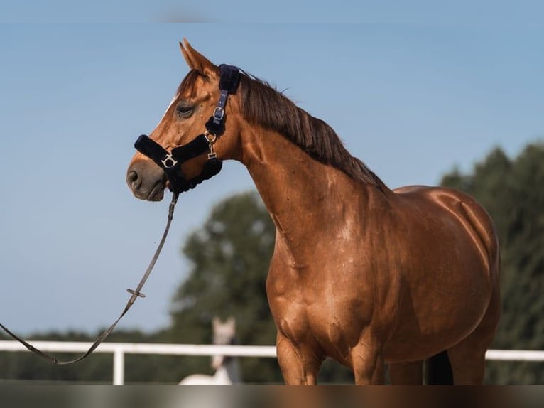 Austrian Warmblood Mare 15 years 16,3 hh Chestnut in Kirchberg an der pielach