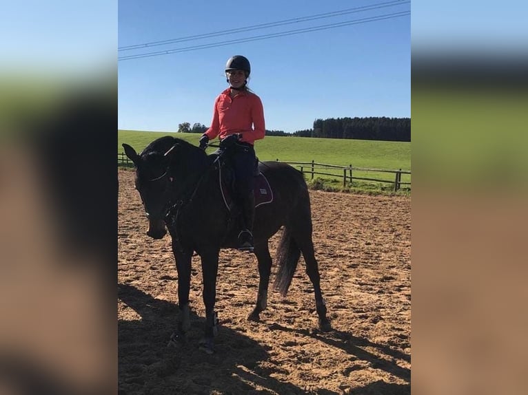 Austrian Warmblood Mare 16 years 15,2 hh Smoky-Black in Stöttwang