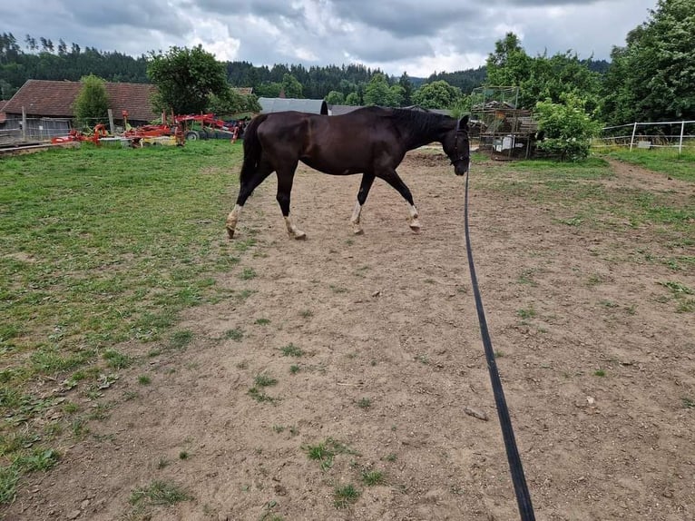 Austrian Warmblood Mare 16 years 16 hh Black in Werschenschlag