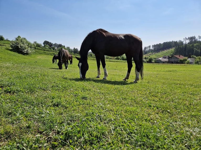 Austrian Warmblood Mare 16 years 16 hh Black in Werschenschlag