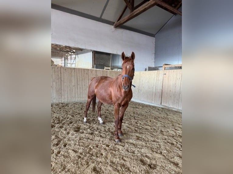 Austrian Warmblood Mare 16 years 16 hh Chestnut in Korneuburg