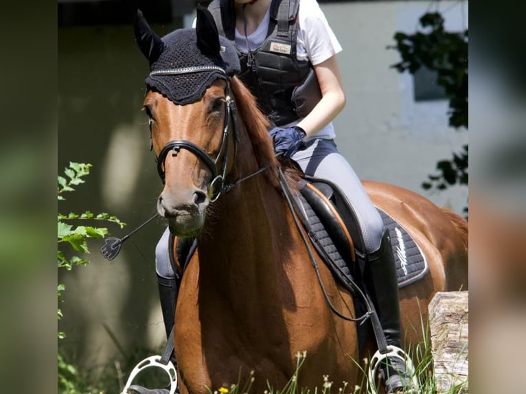 Austrian Warmblood Mare 16 years 16 hh Chestnut in Korneuburg