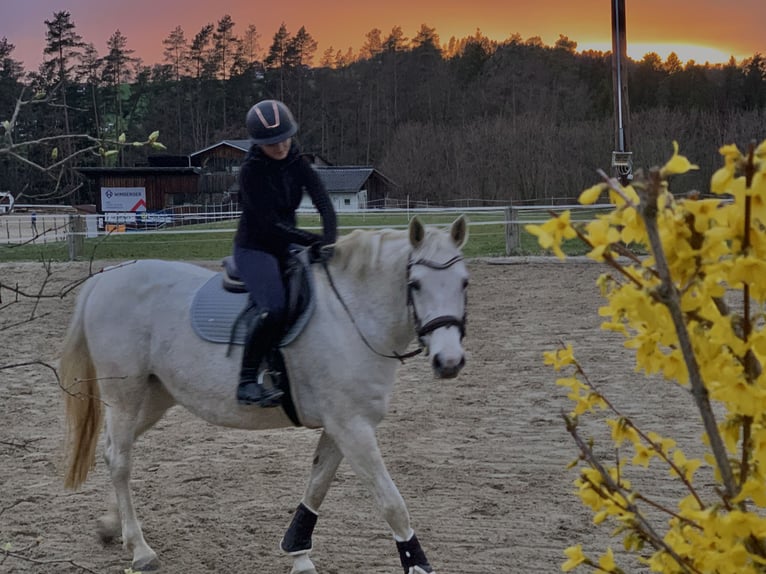 Austrian Warmblood Mare 16 years 16 hh Gray in Bad Zell