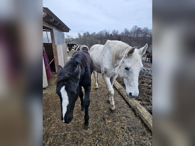 Austrian Warmblood Mare 16 years 16,1 hh Grey in Drosendorf