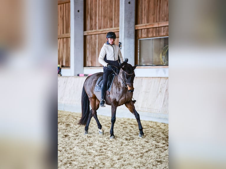 Austrian Warmblood Mare 16 years 16,1 hh Smoky-Black in Engerwitzdorf