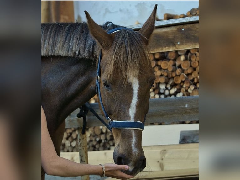 Austrian Warmblood Mare 16 years 16,2 hh Chestnut-Red in Graz