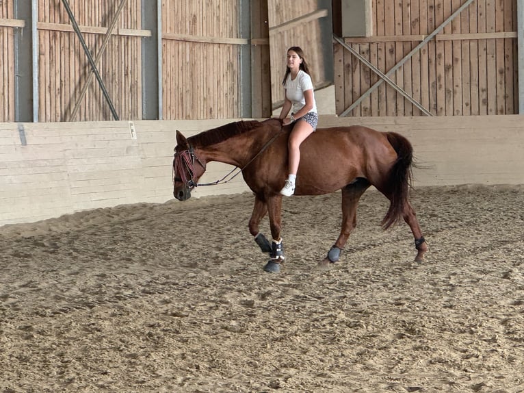 Austrian Warmblood Mare 16 years 16,3 hh Chestnut in Kirchberg an der Pielach