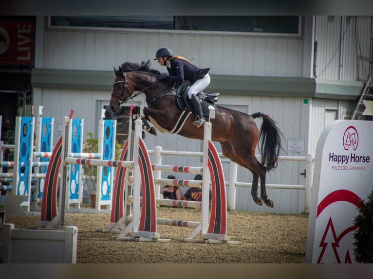 Austrian Warmblood Mare 16 years Brown in Würflach