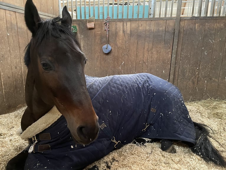 Austrian Warmblood Mare 16 years Brown in Würflach