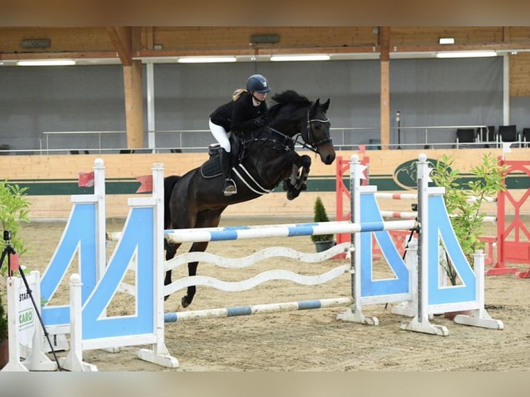 Austrian Warmblood Mare 16 years Brown in Würflach