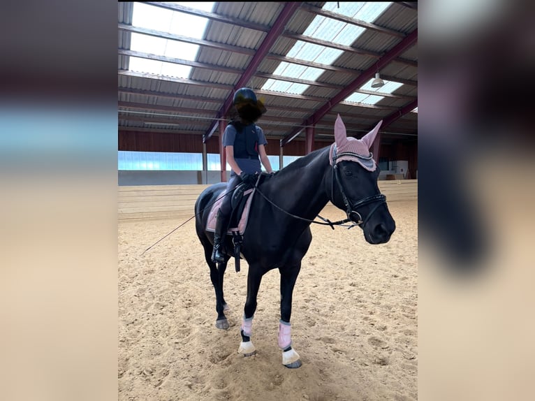 Austrian Warmblood Mare 17 years 15.2 hh Black in Rosenthal