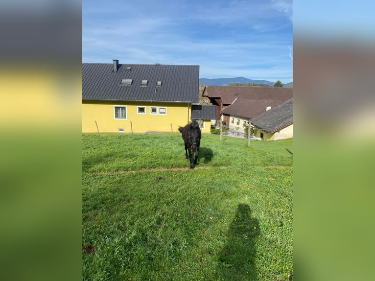 Austrian Warmblood Mare 17 years 16,2 hh Black in Pinkafeld