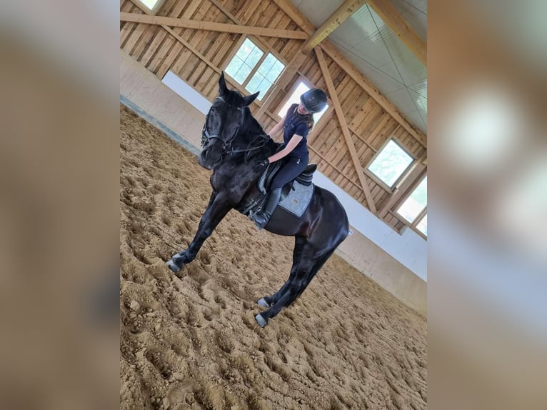 Austrian Warmblood Mare 17 years 16,2 hh Black in Pinkafeld