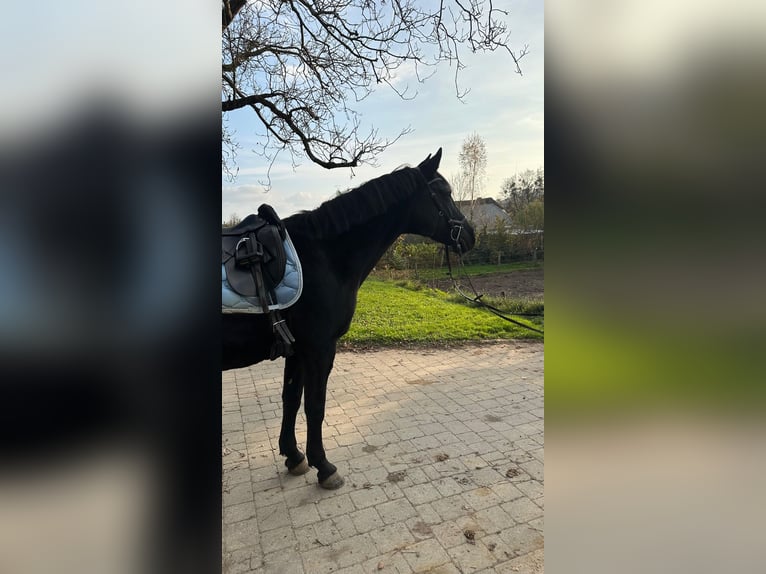 Austrian Warmblood Mare 17 years 16,2 hh Black in Pinkafeld