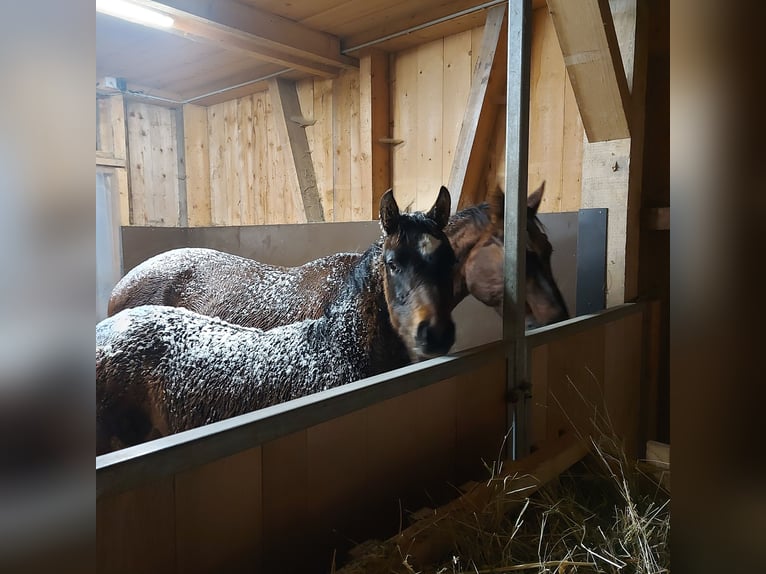 Austrian Warmblood Mare 17 years 16 hh Chestnut in Au