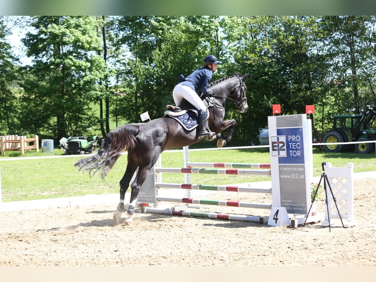 Austrian Warmblood Mare 17 years 17 hh Bay-Dark in Pilsbach