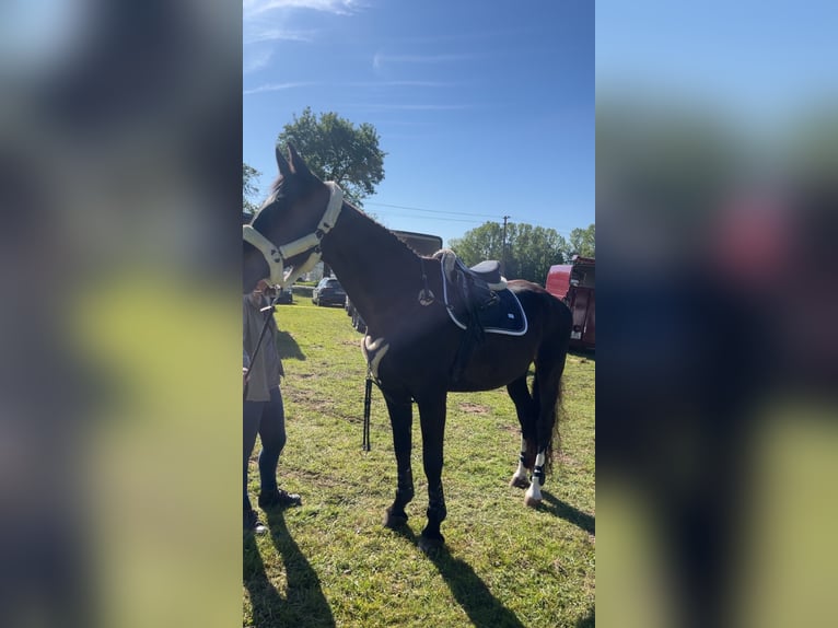 Austrian Warmblood Mare 17 years 17 hh Smoky-Black in Pilsbach