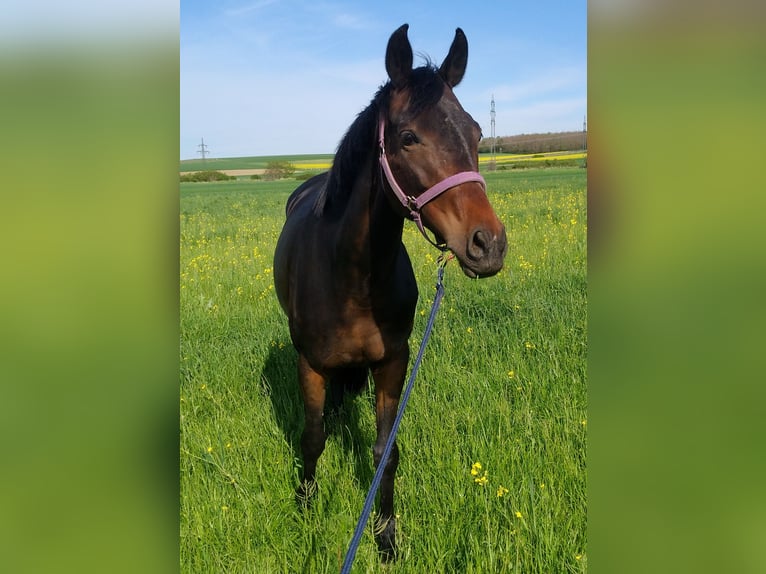 Austrian Warmblood Mare 17 years Smoky-Black in Peisching