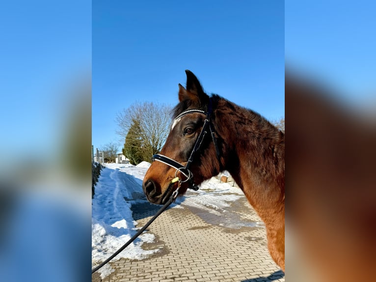 Austrian Warmblood Mare 18 years 15,2 hh Brown in Zell an der Pram