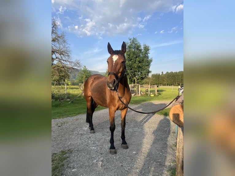 Austrian Warmblood Mare 18 years Brown in Obertrixen