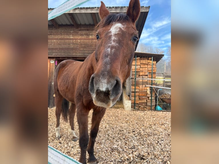Austrian Warmblood Mare 19 years 16 hh Chestnut in Mettmach / Österreich