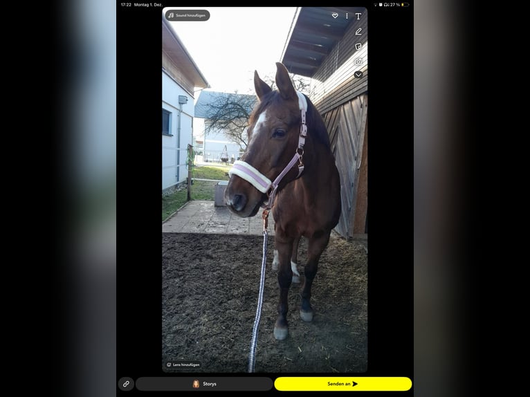 Austrian Warmblood Mare 19 years 16 hh Chestnut in Mettmach
