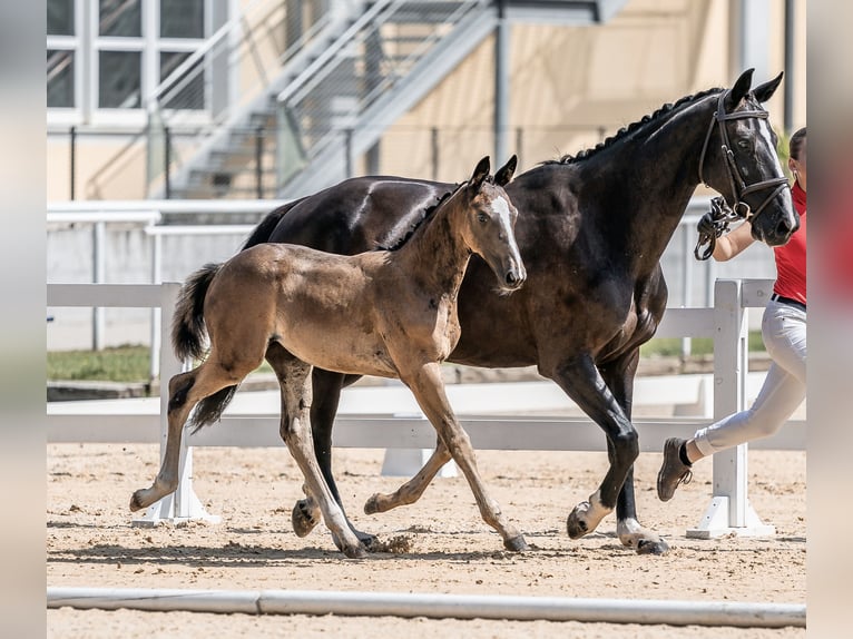 Austrian Warmblood Mare 1 year 14,1 hh Brown in Pinsdorf