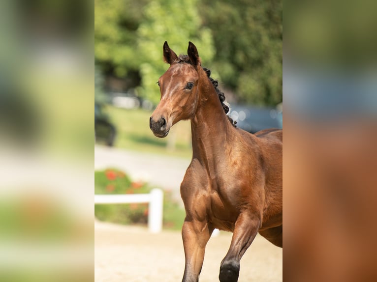 Austrian Warmblood Mare 1 year 16,2 hh Brown in Nestelbach bei Graz