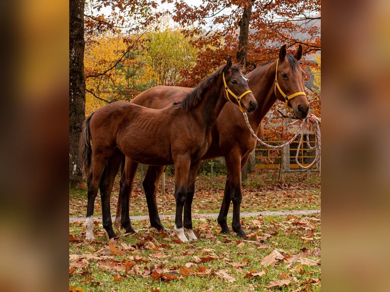 Austrian Warmblood Mare 1 year 16.2 hh Brown in Villach