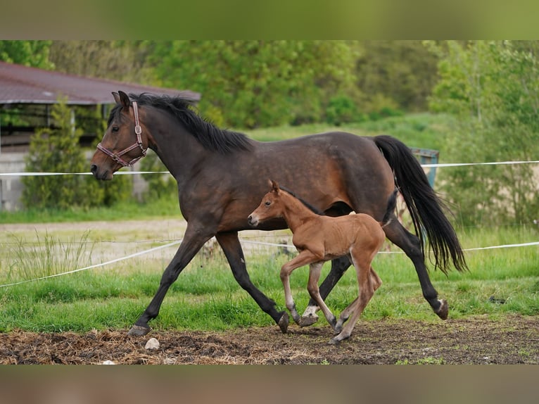 Austrian Warmblood Mare 1 year 16,2 hh Brown in Ceske Budejovice