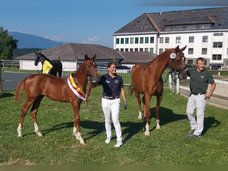 Austrian Warmblood Mare 1 year 16,2 hh Chestnut-Red in Grosskirchheim