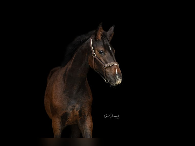 Austrian Warmblood Mare 1 year 16 hh Smoky-Black in Sankt Marein/Feistritz