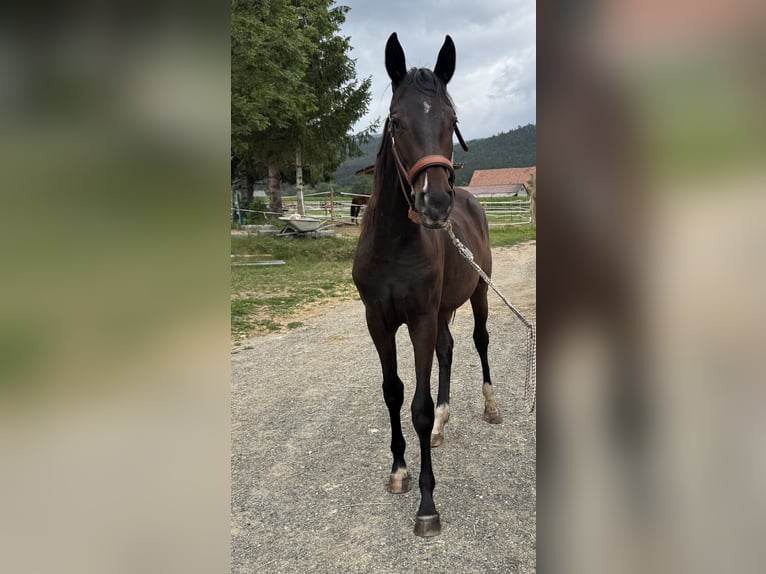 Austrian Warmblood Mare 1 year 16 hh Smoky-Black in Sankt Marein/Feistritz