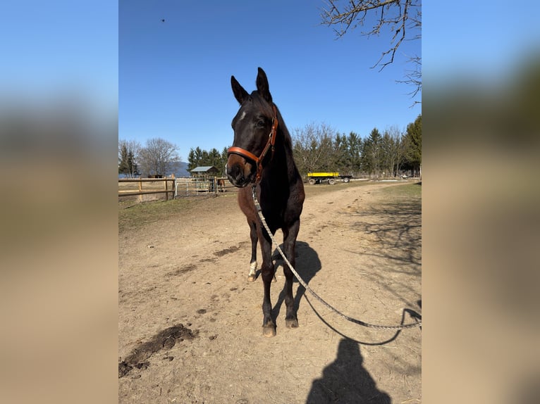 Austrian Warmblood Mare 1 year 16 hh Smoky-Black in Sankt Marein/Feistritz