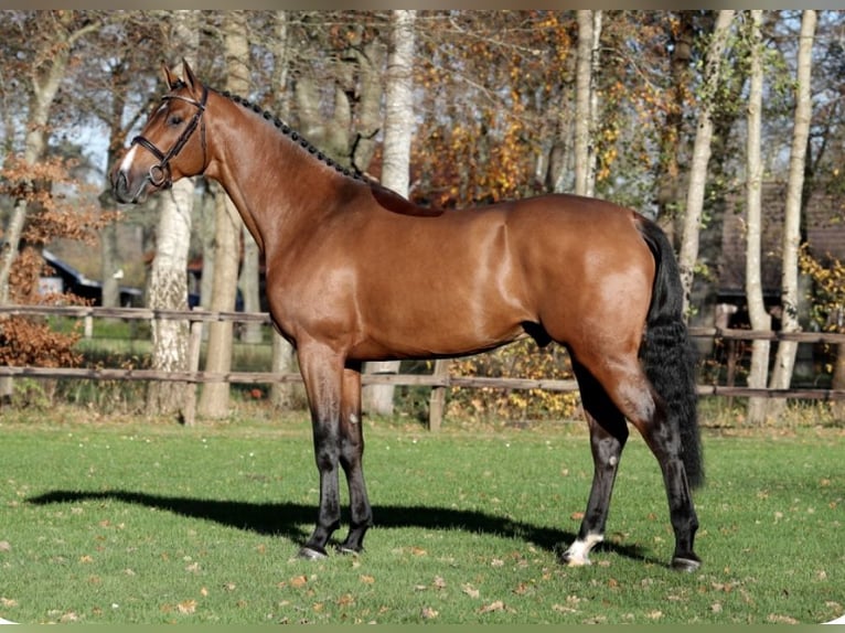 Austrian Warmblood Mare 1 year 16,2 hh Brown in Neuhofen