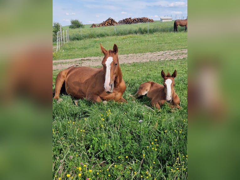 Austrian Warmblood Mare 1 year 16,2 hh Chestnut-Red in Draßmarkt