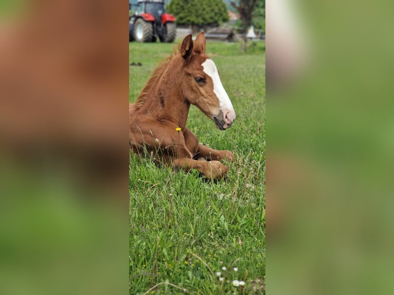 Austrian Warmblood Mare 1 year 16,2 hh Chestnut-Red in Draßmarkt