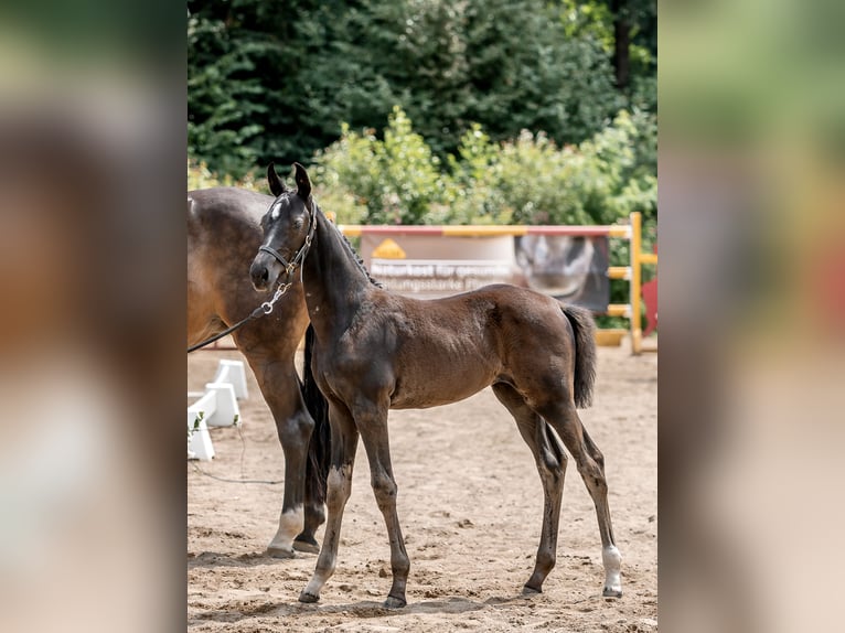 Austrian Warmblood Mare 1 year Black in Stadtschlaining