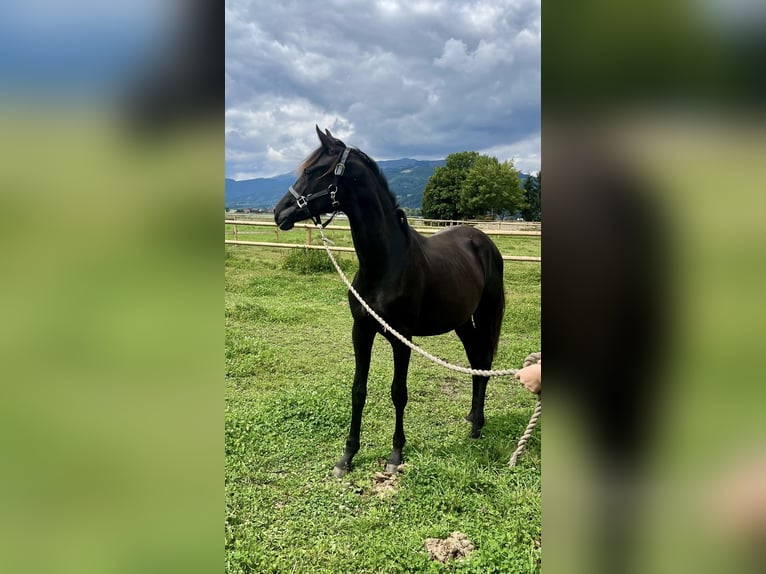 Austrian Warmblood Mare 1 year Black in Sankt Marein bei Knittelfeld