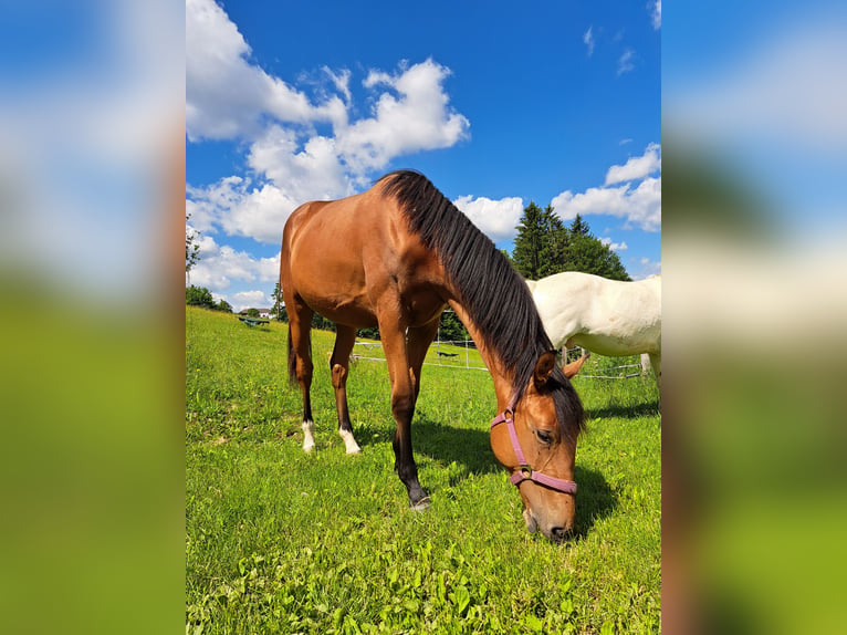 Austrian Warmblood Mare 1 year Brown in Waldhausen im Strudengau