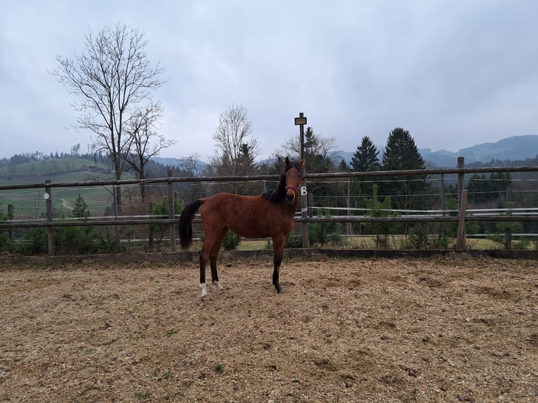 Austrian Warmblood Mare 1 year Brown in Waldhausen im Strudengau