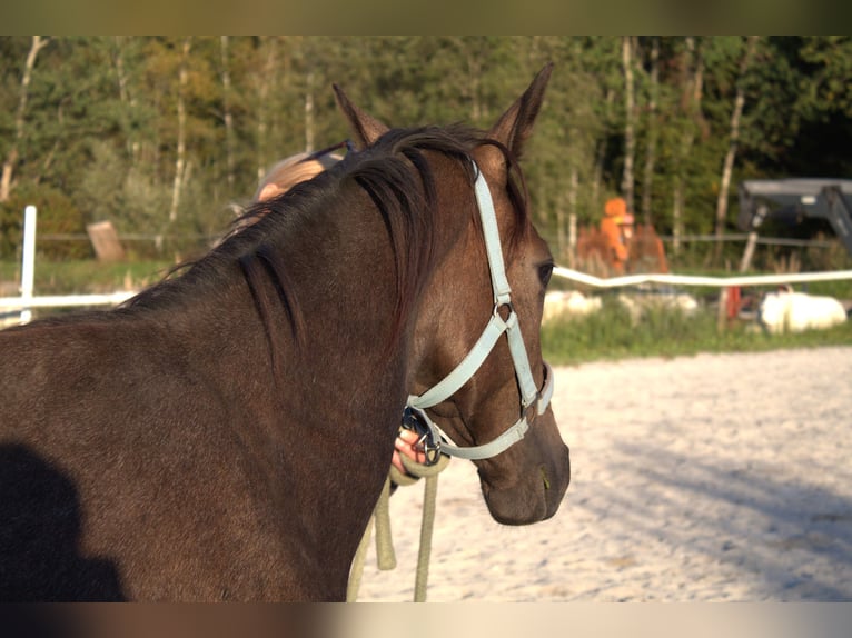 Austrian Warmblood Mare 1 year Can be white in Selzthal