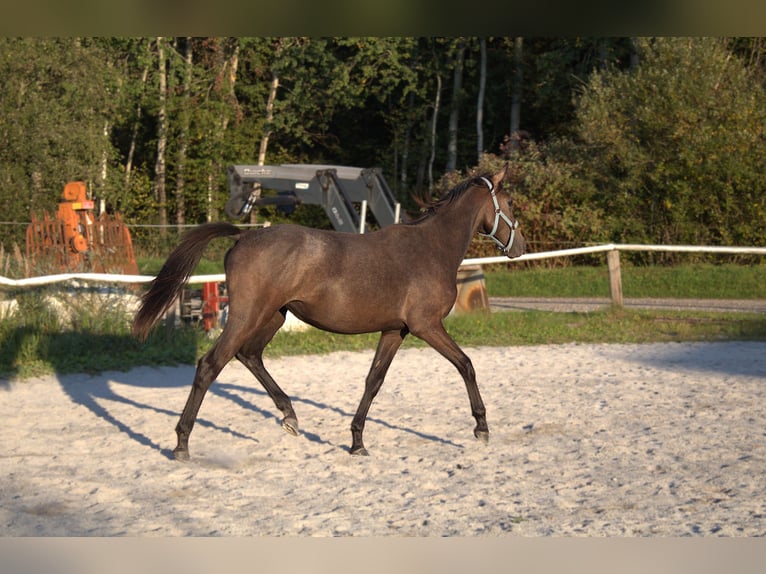 Austrian Warmblood Mare 1 year Can be white in Selzthal