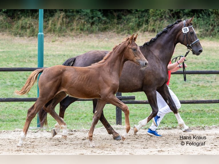 Austrian Warmblood Mare 1 year Chestnut in Heiligenkreuz