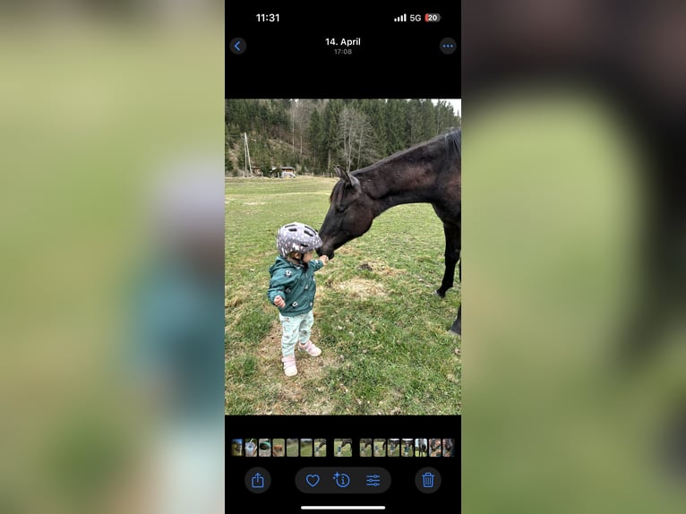 Austrian Warmblood Mare 1 year Gray in Stra&#xDF;burg